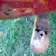 Rust hole in the tailpipe.